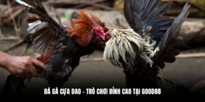 đá gà cựa dao