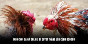 mẹo chơi đá gà online