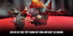 xem đá gà trực tiếp Thomo